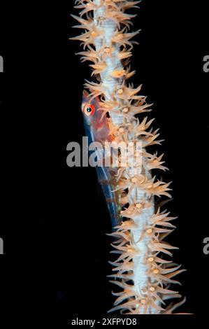 Filo corallino (Bryaninops youngei) su filo corallino giallo (Cirripathes anguina). Mare di Bismarck, Isole Vitu, nuova Britannia occidentale, Papua nuova Guinea Foto Stock