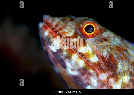 Pesce lucertoso variegato (Synodus variegatus), mare di Bismarck, isole Vitu, nuova Britannia occidentale, Papua nuova Guinea Foto Stock