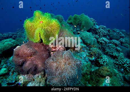 Anemoni colorati sulla barriera corallina, Kimbe Bay, nuova Britannia occidentale, Papua nuova Guinea Foto Stock