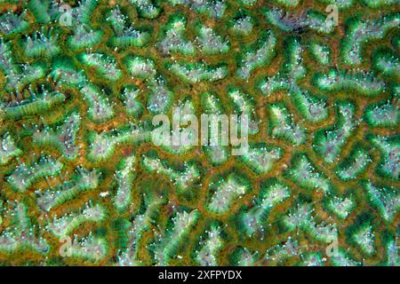 Dettaglio del corallo, Kimbe Bay, nuova Britannia occidentale, Papua nuova Guinea Foto Stock