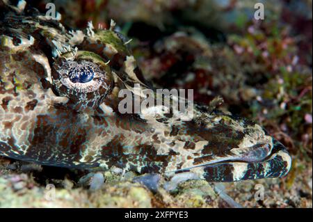 Coccodrillo Flathead (Cymbacephalus beauforti), Kimbe Bay, nuova Britannia occidentale, Papua nuova Guinea Foto Stock