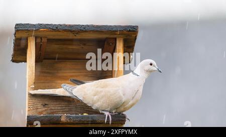 Un piccione bianco e nero si trova su un alimentatore sporco Foto Stock