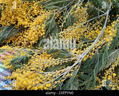 Ciuffi di Mimosa. Il concetto di bouquet primaverili di fiori di mimosa. Festival di primavera. Foto Stock