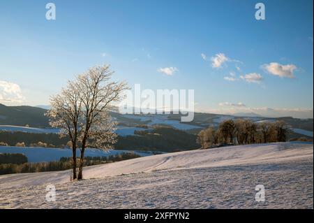 Paesaggio invernale con brina sugli alberi e sui campi. Foto scattata nella regione Rosalia nel Burgenland in Austria Foto Stock