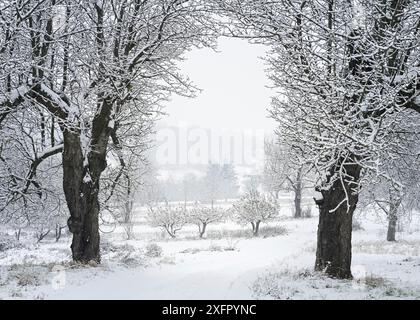 Paesaggio invernale con brina sugli alberi e sui campi. Foto scattata nella regione Rosalia nel Burgenland in Austria Foto Stock