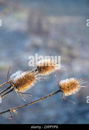 Testata di Dipsacus Sativus asciutta in inverno. Indian Teasel (Fuller's Teasel) Thistle macro. Primo piano Foto Stock