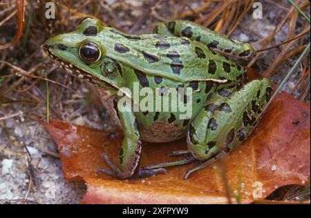 Rana leopardo meridionale (Lithobates sphenocephalus) femmina, New Jersey, Stati Uniti. Foto Stock