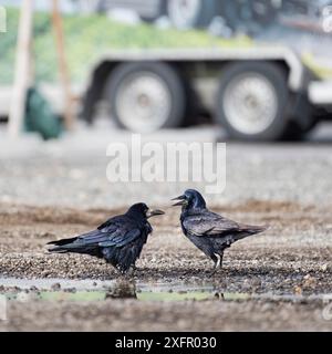 Immagine che mostra due corvi che hanno una discussione sulla strada di ghiaia in città Foto Stock