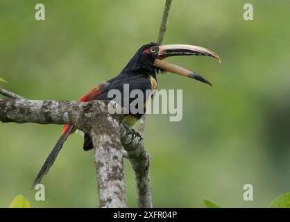 Aracari a becco pallido (Pteroglossus erythropygius) riserva ecologica di Buenaventura, Ecuador. Foto Stock