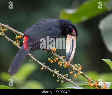 Aracari a becco pallido (Pteroglossus erythropygius) che mangiano frutta pico-pico, riserva ecologica di Buenaventura, Ecuador. Foto Stock