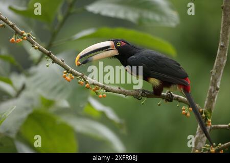 Aracari a becco pallido (Pteroglossus erythropygius) che mangiano frutta pico-pico, riserva ecologica di Buenaventura, Ecuador. Foto Stock