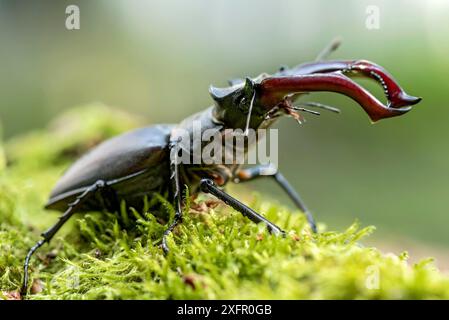 Scarabeo del cervo (Lucanus cervus), scarabeo corneo, scarabeo del fuoco, maschio con grandi mandibole, mascella superiore, palchi, nella foresta sul muschio su un ceppo d'albero Foto Stock