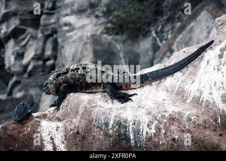 Un'iguana marina si crogiola su una roccia illuminata dal sole nelle Isole Galapagos, mostrando il suo adattamento unico all'ambiente aspro e vulcanico. Foto Stock