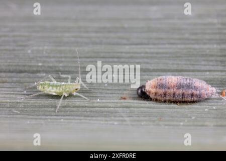 Chamaemyiid (Chamaemyiidae) predatore di larva mosca su Mealy Plum aphid (Hyalopterus pruni) Philadelphia, Pennsylvania, USA French Creek State Park Foto Stock