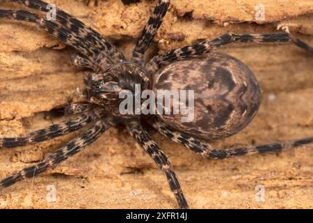 Ragno da pesca (Dolomedes tenebrosus) nascosto nel tronco, Wissahickon Valley Park, Pennsylvania, Stati Uniti, giugno. Foto Stock