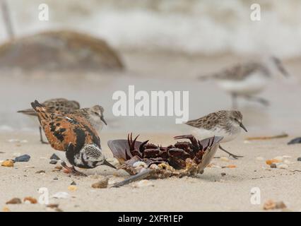 Ruddy Turnstone (Arenaria interpres) che si nutre di granchio morto a ferro di cavallo sulla spiaggia, con sandpiper semipalmati (Calidris pusilla) sullo sfondo, Delaware Bay, New Jersey, May. Foto Stock