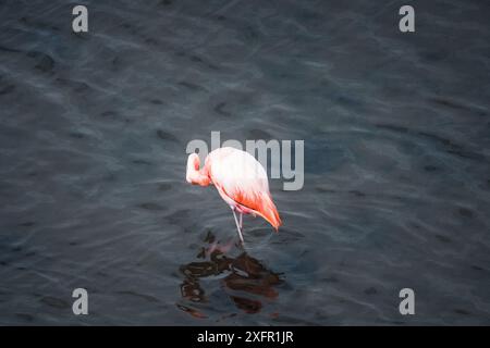 Un fenicottero solitario sorge graziosamente nelle acque calme delle Galapagos, mostrando la bellezza serena e la fauna selvatica unica di questa remota isola paradisiaca Foto Stock