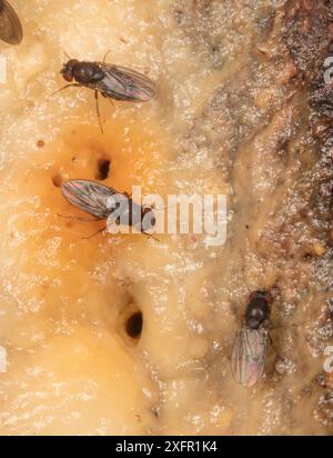 Mosche di aceto/mosche di frutta (Drosophila sp.) Nutrirsi di linfa fermentata o flusso alcolico, Fort Washington State Park, Montgomery County, Pennsylvania, Stati Uniti, giugno. Foto Stock