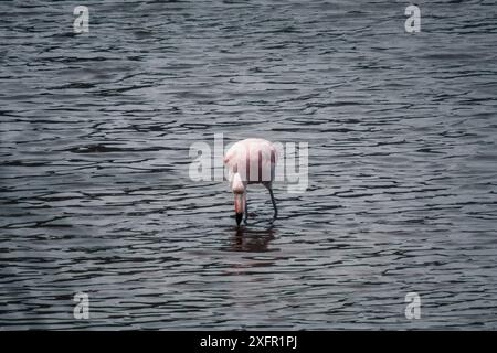 Un fenicottero solitario si nutre nelle acque calme delle Isole Galapagos, con le sue piume rosa che contrastano splendidamente con la superficie serena e ondulata. Foto Stock