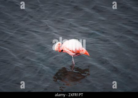 Un fenicottero solitario si erge graziosamente nelle acque calme delle Galapagos, incarnando la tranquillità e la bellezza incontaminata della natura. Foto Stock