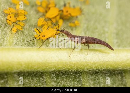 Larva bruna Lacewing (Hemerobiidae) che si nutre di Oleander Aphid (Aphis nerii) Philadelphia, USA, giugno. Foto Stock