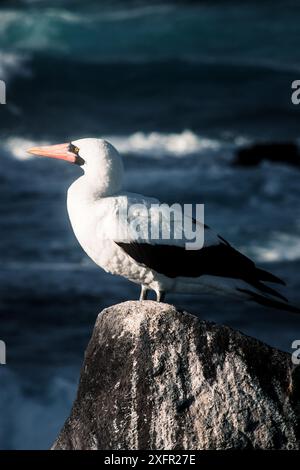 Un booby di Nazca si erge maestosamente su un arroccato roccioso con le onde dell'oceano sullo sfondo, mostrando la bellezza della fauna selvatica delle Galapagos. Foto Stock