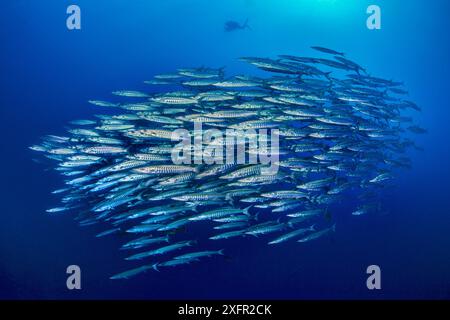 Scuola di Blackfin barracuda (Sphyraena qenie) in acqua aperta al di fuori del muro con il subacqueo. Yolanda Reef, parco marino di Ras Mohammed, Sinai, Egitto. Mar Rosso. Foto Stock