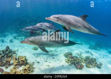 Un branco di delfino tursiopi dell'Oceano Indiano (Tursiops adunctus) nuota sopra una barriera corallina. SHa'ab El Erg, Hurghada, Egitto. Mar Rosso. Foto Stock