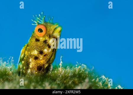 Ritratto ravvicinato di una piccola varietà dorata di un blenny femminile (Acanthemblemaria aspera), fotografato contro l'acqua blu, che fuoriesce dalla sua casa in un tubo su una barriera corallina. East End, Grand Cayman, Isole Cayman, Indie occidentali britanniche. Mar dei Caraibi. Foto Stock