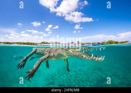 Vista a livello diviso dei giardini di coccodrillo americano (Crocodylus acutus) del Parco Nazionale della Regina, Cuba. Mar dei Caraibi. Foto Stock