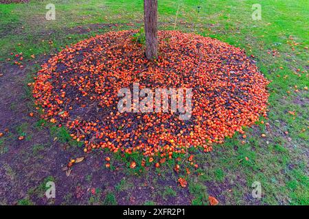 Un anello di mele di granchio cadute e marcificate alla base di un albero di mele di granchio (Malus sylvestris) a Winchester, Hampshire, Inghilterra, Regno Unito Foto Stock