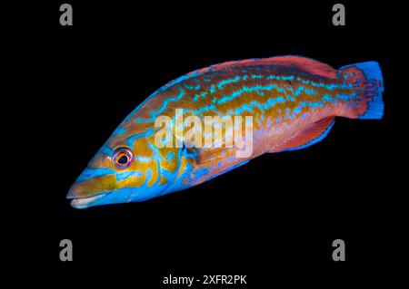 Ritratto di un maschio Cuckoo wrasse (Labrus mixtus) Gulen, Bergen, Norvegia. Mare del Nord, Oceano Atlantico nord-orientale. Foto Stock