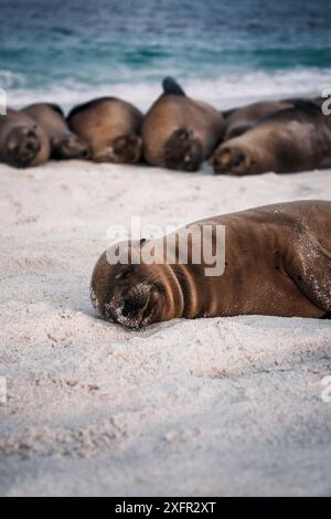 Un cucciolo di leoni marini dorme tranquillamente su una spiaggia incontaminata delle Galapagos, con un gruppo di leoni marini che si rilassano sullo sfondo, incarnando il puro relax. Foto Stock