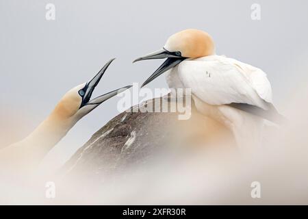 Gannet (Morus bassanus) Two Birds Fighting, Great Saltee, Saltee Islands, County Wexford, Irlanda. Giugno Foto Stock