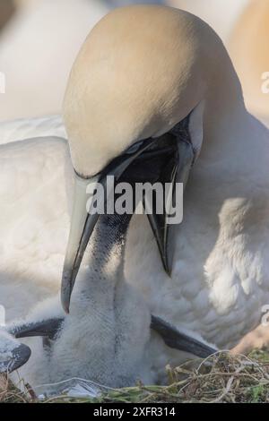 Gannet (Morus bassanus) primo piano del genitore che dà da mangiare al suo pulcino nella colonia. Great Saltee, Isole Saltee, Contea di Wexford, Irlanda. Giugno Foto Stock