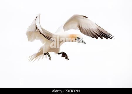 Gannet (Morus bassanus) decollo, Great Saltee, Isole Saltee, Contea di Wexford, Irlanda. Giugno Foto Stock