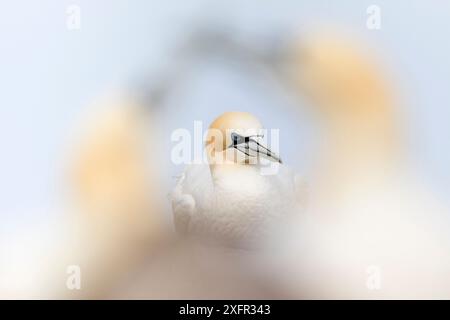 Gannet (Morus bassanus) ritratto tra due uccelli di corte. Great Saltee, Isole Saltee, Contea di Wexford, Irlanda. Giugno Foto Stock