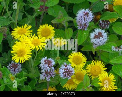 Menta d'acqua (Mentha Aquatic) e Fleabane (Pulicaria dysenterica) Norfolk, Inghilterra, Regno Unito, agosto. Foto Stock