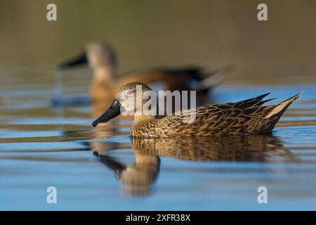 Red Shoveler (Anas platalea) femmina, la Pampa , Argentina Foto Stock