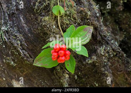 Bunchberry (Cornus canadensis) Fruit and Leaves, Vancouver Island, British Columbia, Canada. Settembre 2017. Foto Stock