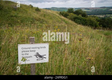 Segnale di avvertimento di uccelli nidificanti al suolo, Pipette di prato (Anthus pratensis), Old Winchester Hill National Nature Reserve, South Downs National Park, Regno Unito. Agosto 2017. Foto Stock