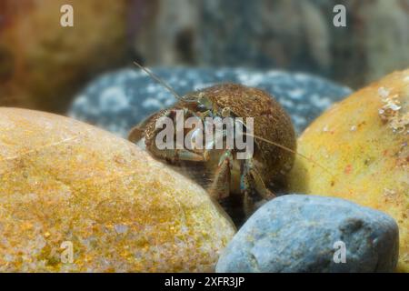 Granchio di eremita comune (pagurus bernhardus) nella piscina rocciosa, Ballywhoriskey Point, Contea di Donegal, Irlanda del Nord. Foto Stock