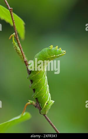 Kentish Glory Moth (Endromis versicolora) caterpillar, Rannoch, Perthshire, Scozia, Regno Unito, maggio. Foto Stock