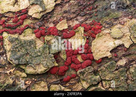 Fungo di faggio (Hypoxylon fragiforme) su corteccia di faggio, Castle Coole Estate, Contea di Fermanagh, Irlanda del Nord. Ottobre. Foto Stock