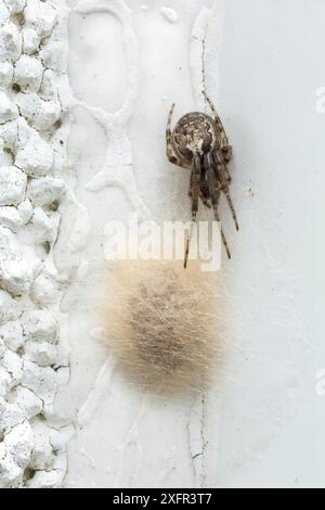 Ragno del settore mancante (Zygiella x-notata) femmina che custodisce il sacco delle uova, Catbrook, Monmouthshire, Galles, Regno Unito Foto Stock