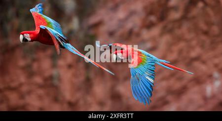 Macchia rossa e verde (Ara chloropterus) in volo sopra Buraco das Araras, Jardim, Mato grosso do sul, Brasile. Settembre. Foto Stock