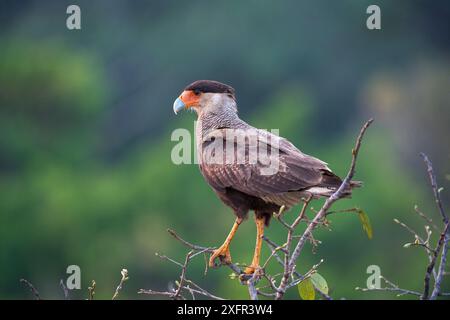 caracara cresta meridionale (Caracara plancus) arroccata su un baldacchino della foresta. Pousada Araras, Pantanal settentrionale, Mato grosso, Brasile. Foto Stock