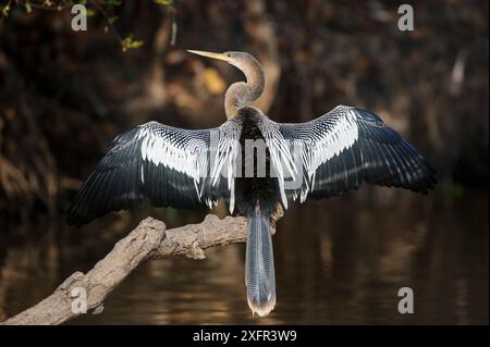 Anhinga neotropicale (Anhinga anhinga) che essicca le ali al sole del mattino. Acque secondarie del fiume Cuiaba, Pantanal settentrionale, Mato grosso, Brasile. Foto Stock