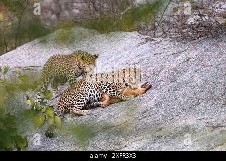 Leopardo (Panthera pardus) femmina con uno dei suoi cuccioli, uccidendo un cane selvatico / domestico su un affioramento roccioso. Jawai / Bera, Rajasthan, India. Foto Stock