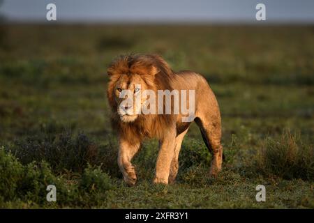 Leone maschile (Panthera leo) pattugliamento del confine del territorio. Bosco al confine tra Serengeti e Ngorongoro Conservation area (NCA) nei pressi di Ndutu, Tanzania. Foto Stock